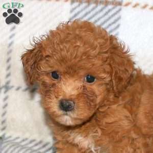 Nala, Bich-Poo Puppy