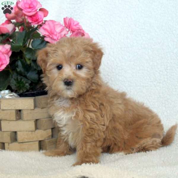 Nancy, Maltipoo Puppy