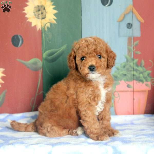 Nancy, Miniature Poodle Puppy