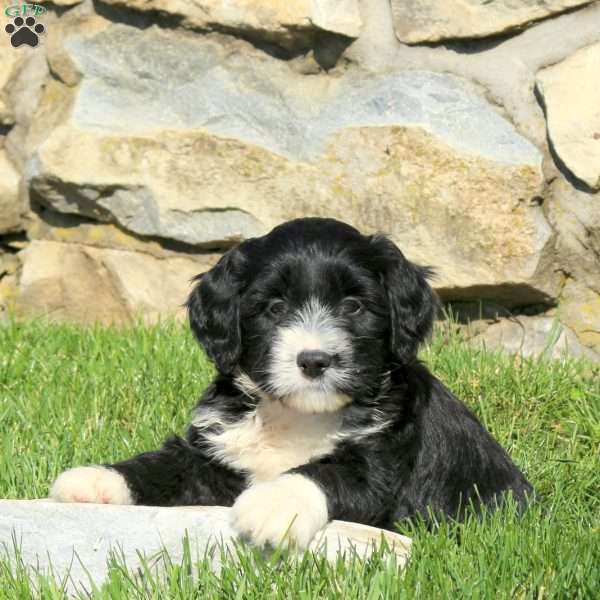Nancy, Miniature Poodle Mix Puppy