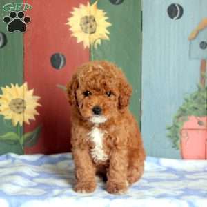 Nancy, Miniature Poodle Puppy