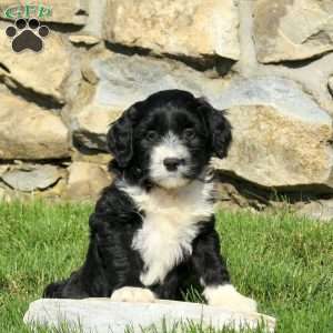 Nancy, Miniature Poodle Mix Puppy