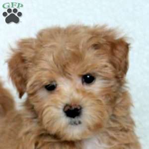 Nancy, Maltipoo Puppy