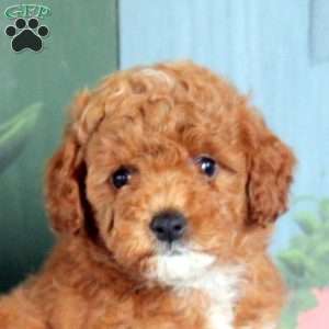 Nancy, Miniature Poodle Puppy