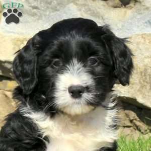 Nancy, Miniature Poodle Mix Puppy