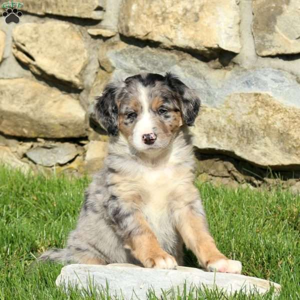 Nanni, Miniature Poodle Mix Puppy