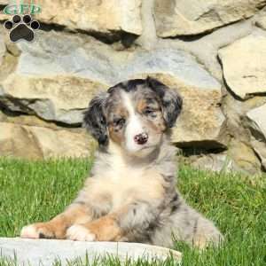 Nanni, Miniature Poodle Mix Puppy