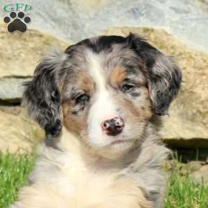 Nanni, Miniature Poodle Mix Puppy