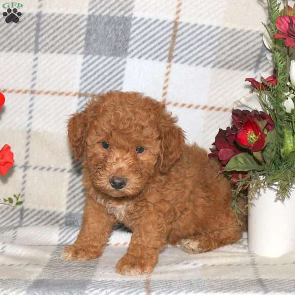 Nate, Bich-Poo Puppy