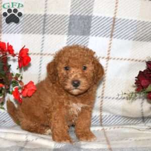 Nate, Bich-Poo Puppy