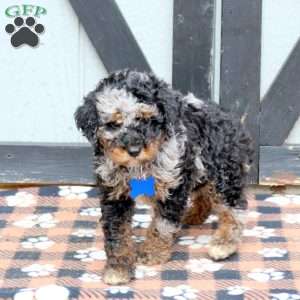 Nate, Miniature Poodle Puppy
