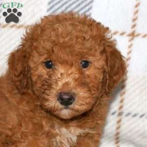 Nate, Bich-Poo Puppy