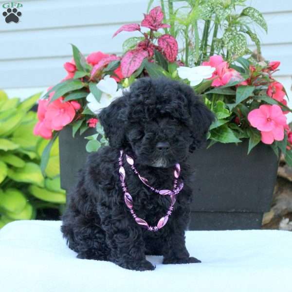 Nathan, Miniature Poodle Puppy