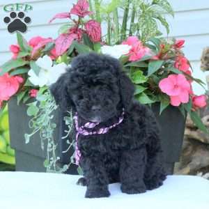 Nathan, Miniature Poodle Puppy