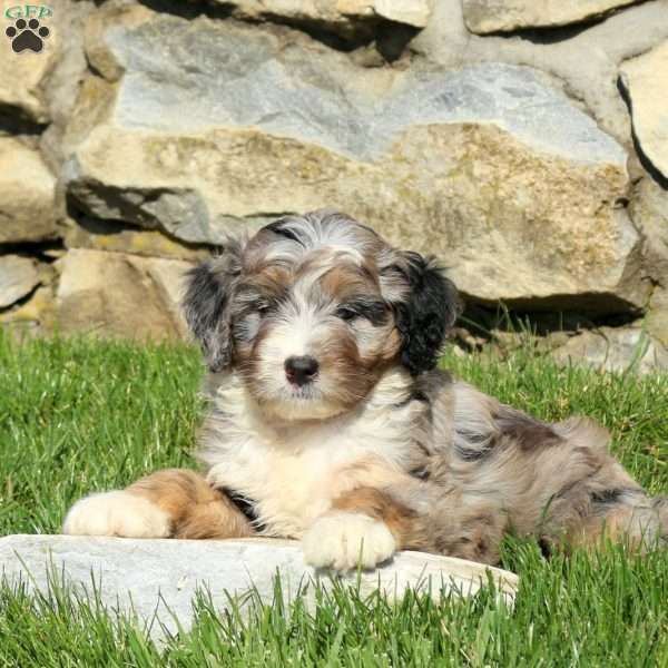 Ned, Miniature Poodle Mix Puppy