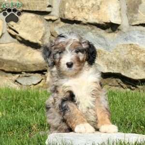Ned, Miniature Poodle Mix Puppy