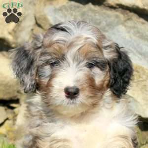 Ned, Miniature Poodle Mix Puppy