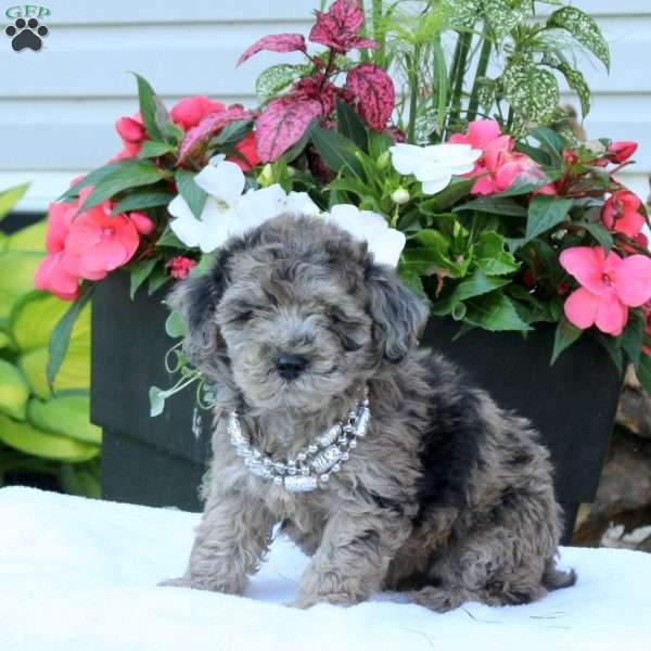 Nellie, Miniature Poodle Puppy