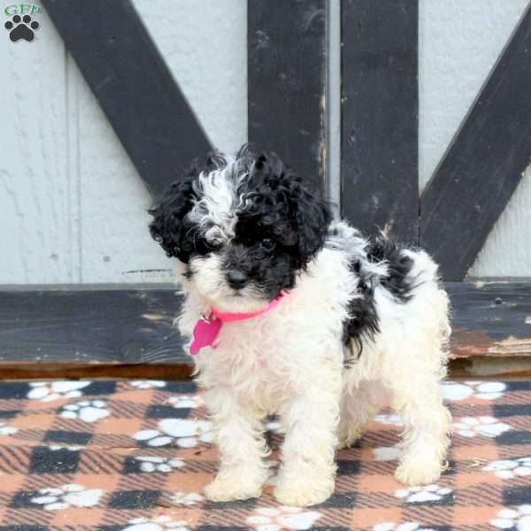 Nellie, Miniature Poodle Puppy