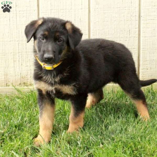 Nellie, German Shepherd Puppy