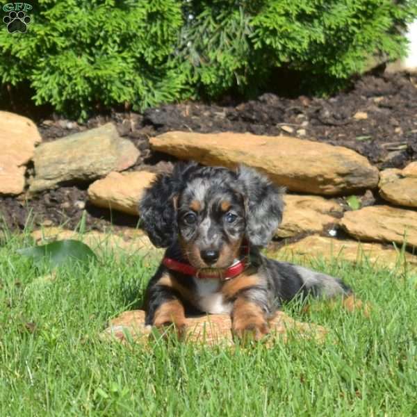Nellie, Dachshund Puppy