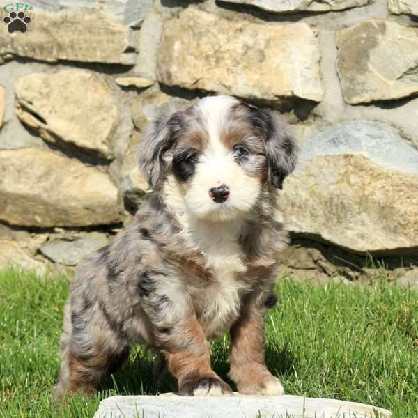 Nellie, Miniature Poodle Mix Puppy
