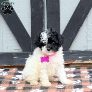 Nellie, Miniature Poodle Puppy
