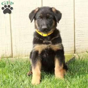 Nellie, German Shepherd Puppy