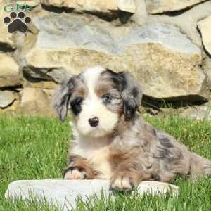 Nellie, Miniature Poodle Mix Puppy