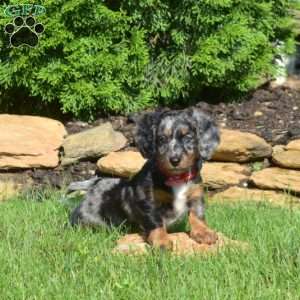 Nellie, Dachshund Puppy