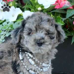 Nellie, Miniature Poodle Puppy