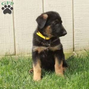 Nellie, German Shepherd Puppy