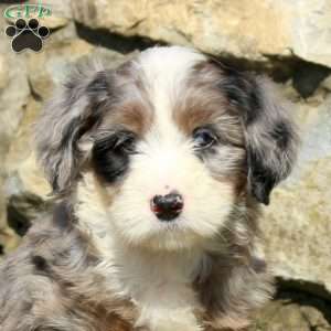 Nellie, Miniature Poodle Mix Puppy