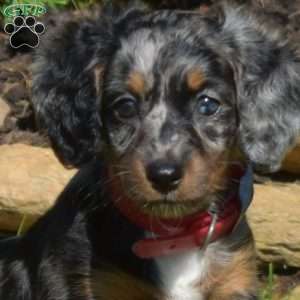 Nellie, Dachshund Puppy