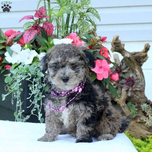 Nelson, Miniature Poodle Puppy