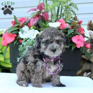Nelson, Miniature Poodle Puppy
