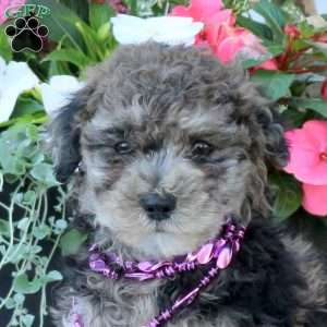 Nelson, Miniature Poodle Puppy