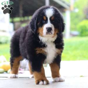 Nemo, Bernese Mountain Dog Puppy