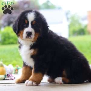 Nemo, Bernese Mountain Dog Puppy