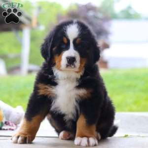 Nemo, Bernese Mountain Dog Puppy