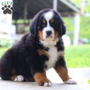 Nemo, Bernese Mountain Dog Puppy