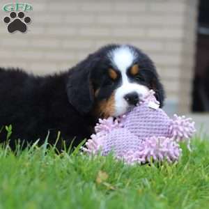 Nemo, Bernese Mountain Dog Puppy