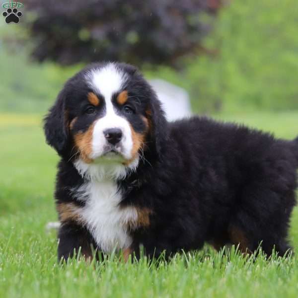 Nemo, Bernese Mountain Dog Puppy