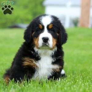 Nemo, Bernese Mountain Dog Puppy