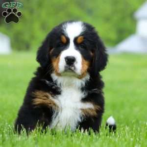 Nemo, Bernese Mountain Dog Puppy