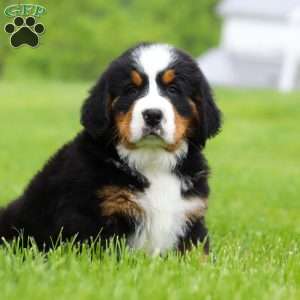Nemo, Bernese Mountain Dog Puppy