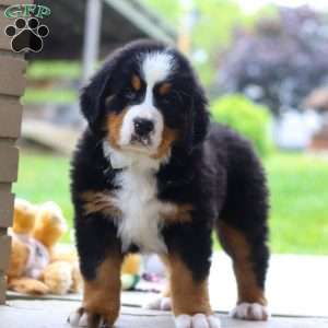 Nemo, Bernese Mountain Dog Puppy