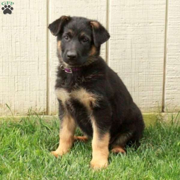 Nessa, German Shepherd Puppy