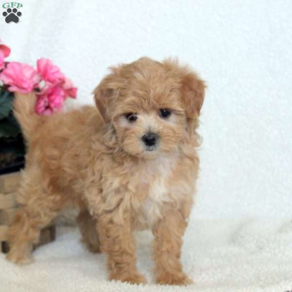 Nessa, Maltipoo Puppy