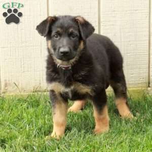 Nessa, German Shepherd Puppy